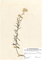 藏品(玉山抱莖籟簫)的圖片